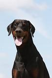 DOBERMANN 1190